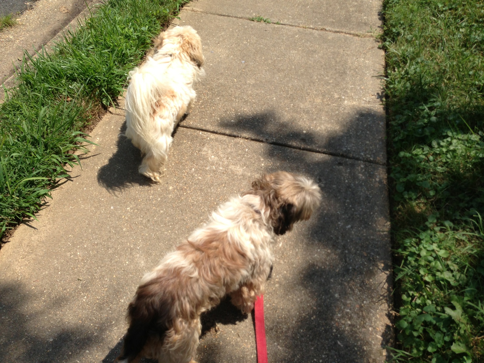 Pictures of lost dogs