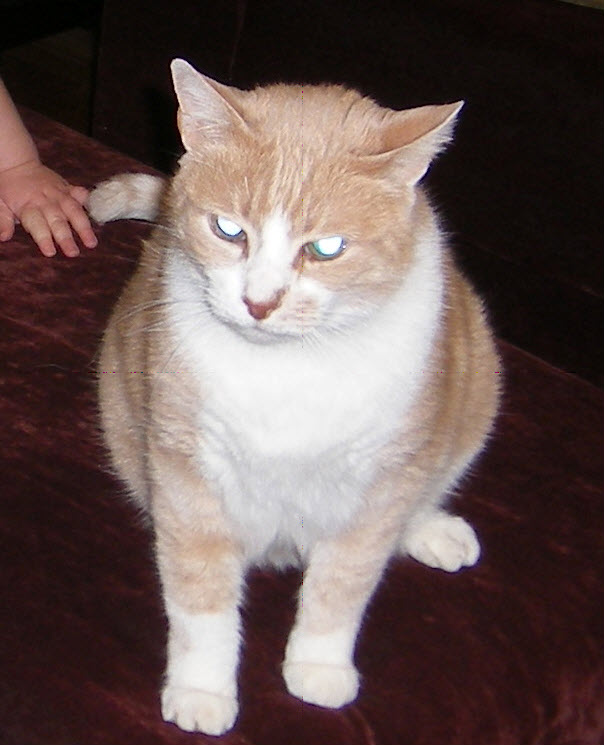 Missing Cat Voltaire